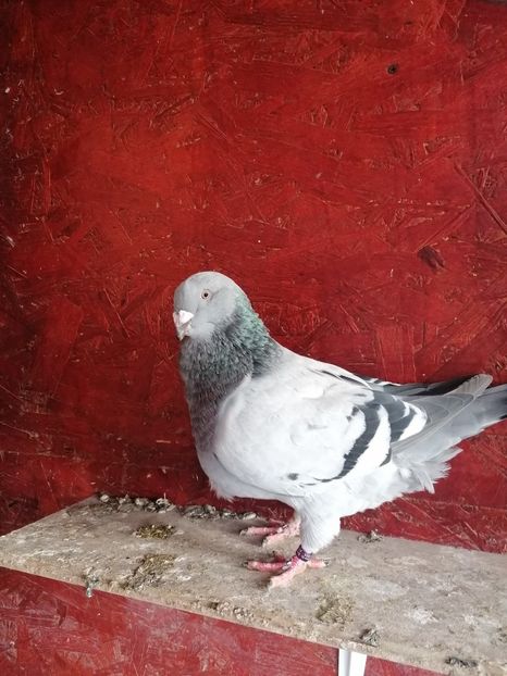  - Porumbei voiajor standard 2023