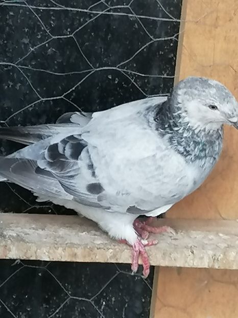  - Porumbei voiajor standard 2023