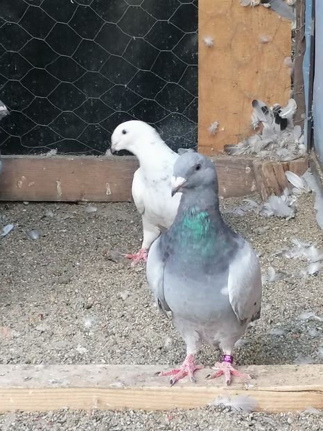  - Porumbei voiajor standard 2023