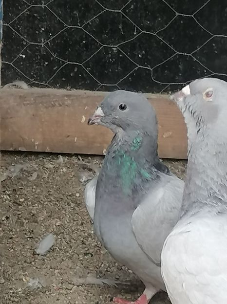  - Porumbei voiajor standard 2023