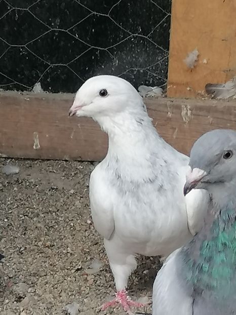  - Porumbei voiajor standard 2023