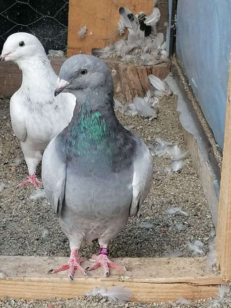  - Porumbei voiajor standard 2023