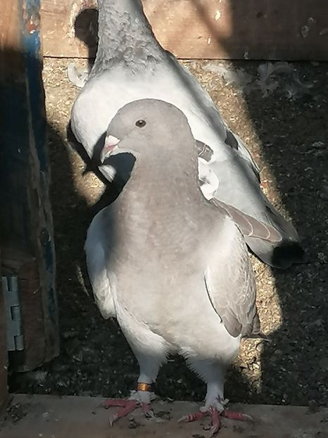  - Porumbei voiajor standard 2023