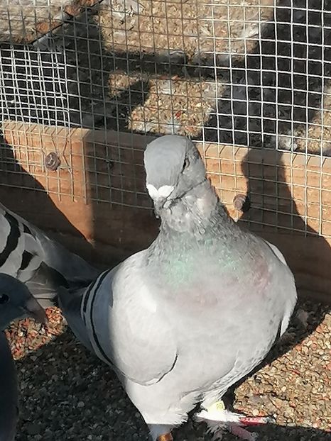  - Porumbei voiajor standard 2023