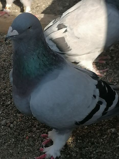  - Porumbei voiajor standard 2023