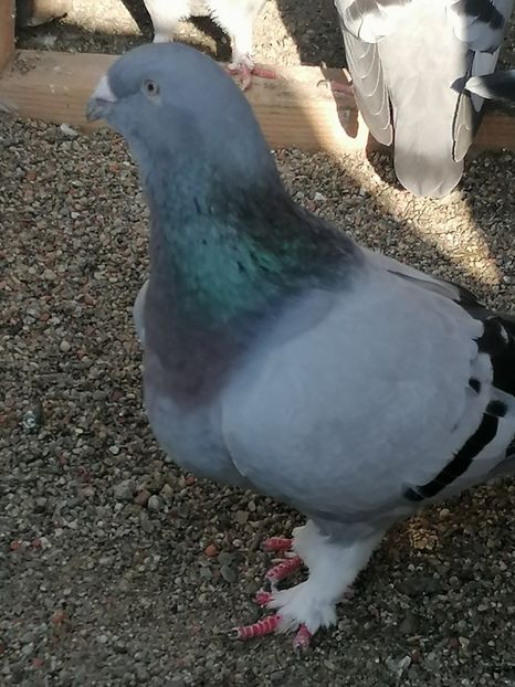  - Porumbei voiajor standard 2023