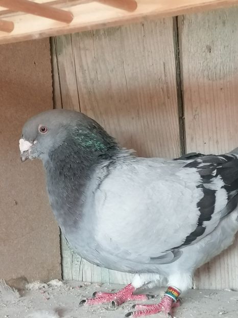  - Porumbei voiajor standard 2023