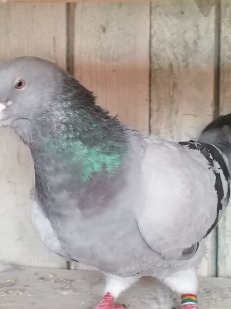  - Porumbei voiajor standard 2023