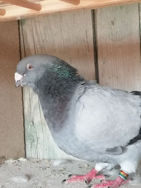  - Porumbei voiajor standard 2023