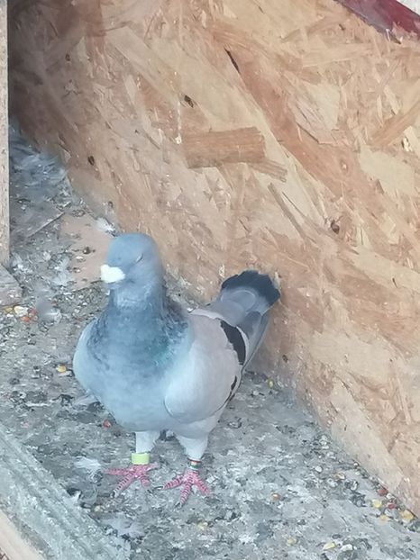  - Porumbei voiajor standard 2023