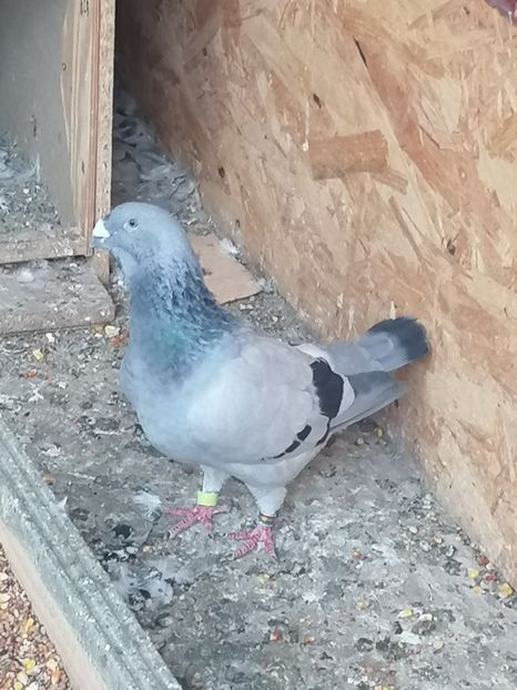  - Porumbei voiajor standard 2023