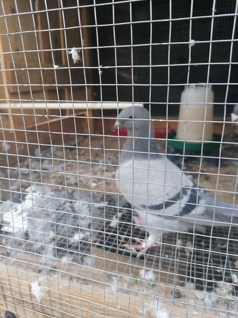  - Porumbei voiajor standard 2023