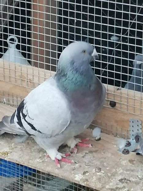  - Porumbei voiajor standard 2023