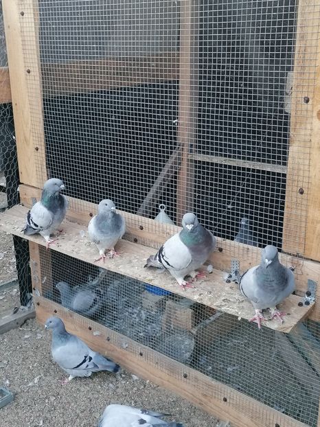  - Porumbei voiajor standard 2023