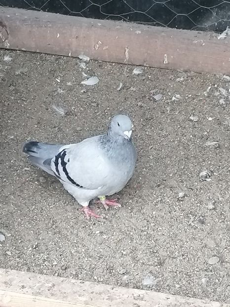  - Porumbei voiajor standard 2023