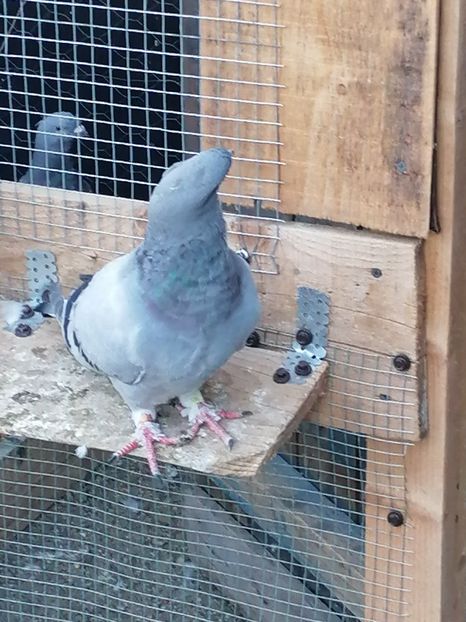  - Porumbei voiajor standard 2023