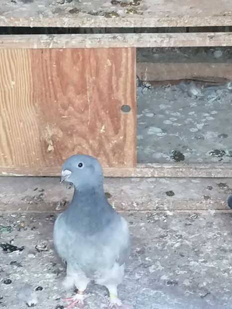  - Porumbei voiajor standard 2023