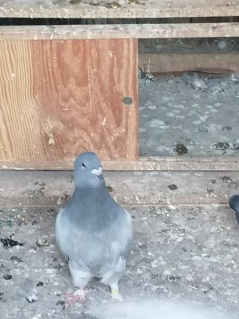  - Porumbei voiajor standard 2023