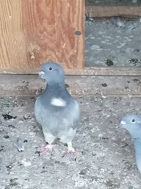  - Porumbei voiajor standard 2023