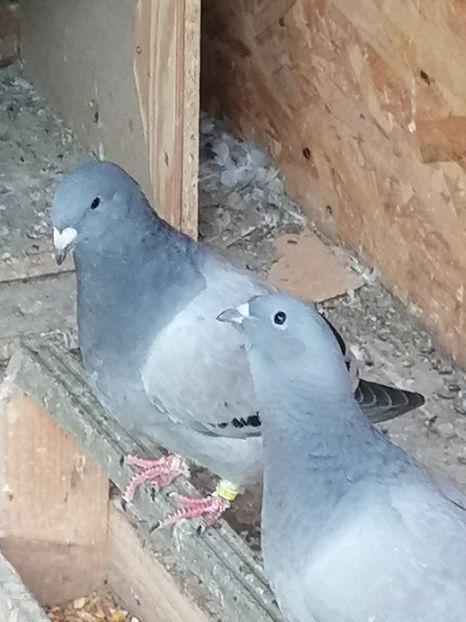  - Porumbei voiajor standard 2023