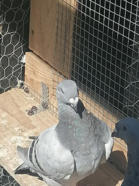  - Porumbei voiajor standard 2023