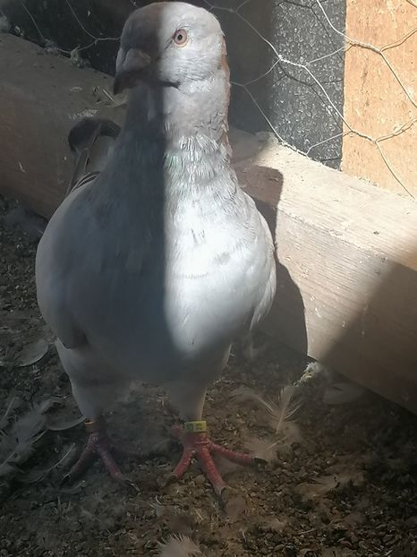  - Porumbei voiajor standard 2023