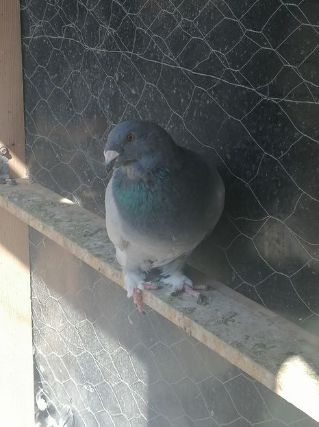  - Porumbei voiajor standard 2023