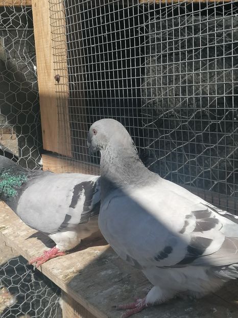  - Porumbei voiajor standard 2023