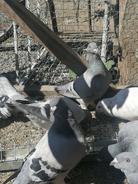  - Porumbei voiajor standard 2023