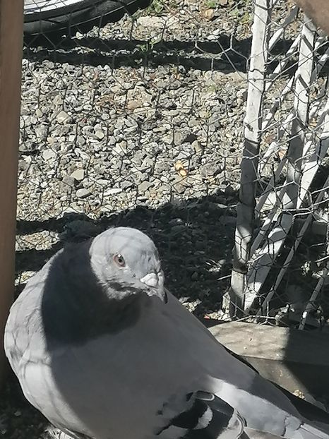  - Porumbei voiajor standard 2023