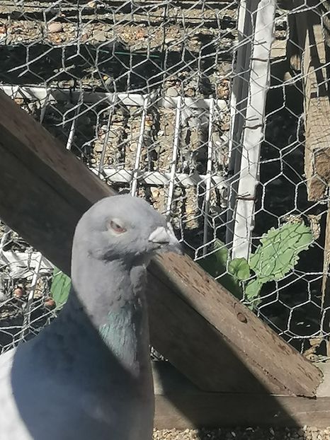  - Porumbei voiajor standard 2023