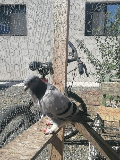  - Porumbei voiajor standard 2023