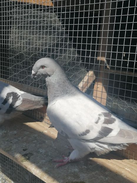  - Porumbei voiajor standard 2023