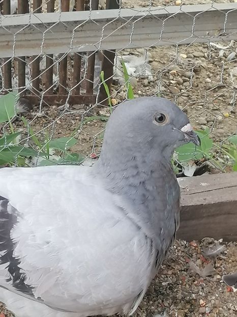  - Porumbei voiajor standard 2023