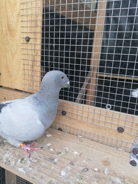  - Porumbei voiajor standard 2023