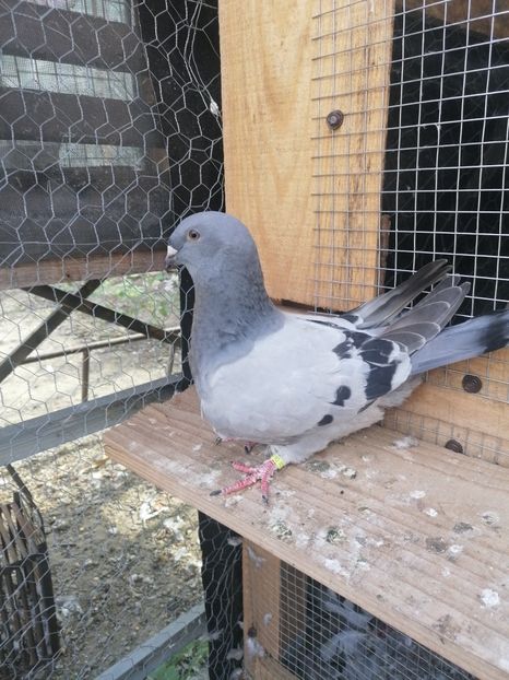  - Porumbei voiajor standard 2023