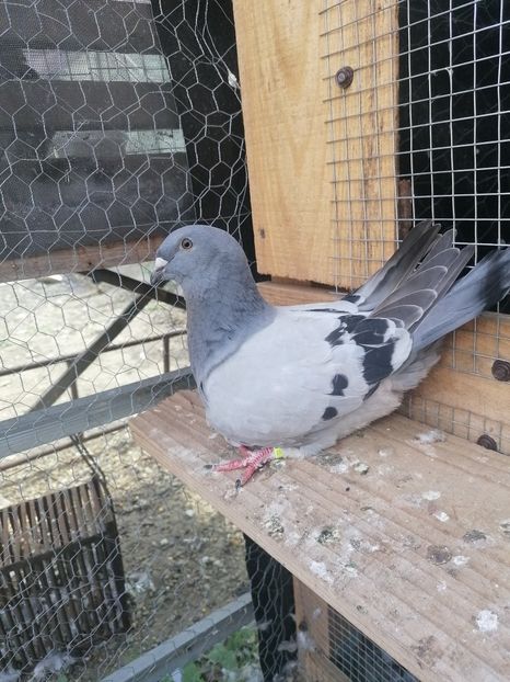  - Porumbei voiajor standard 2023