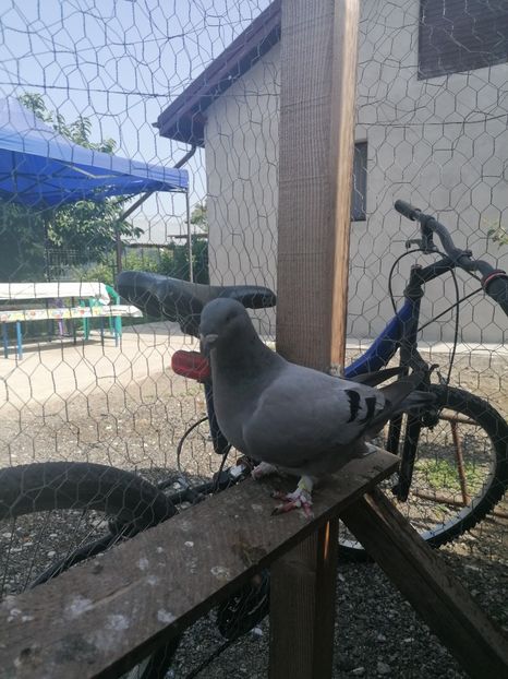  - Porumbei voiajor standard 2023