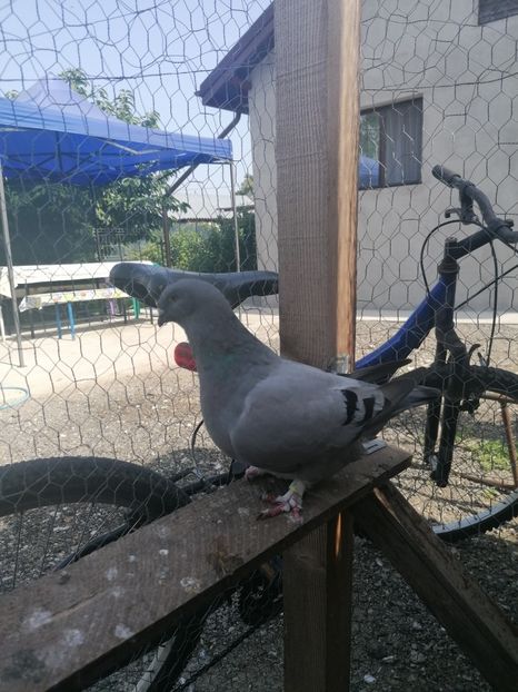  - Porumbei voiajor standard 2023