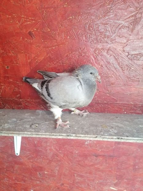  - Porumbei voiajor standard 2023