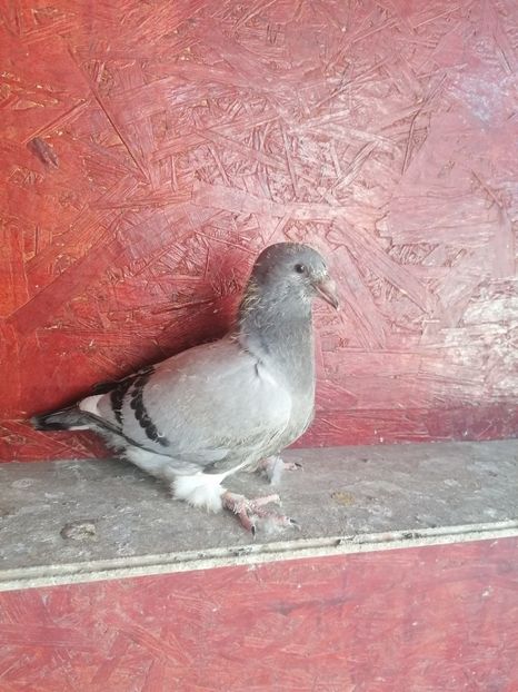  - Porumbei voiajor standard 2023