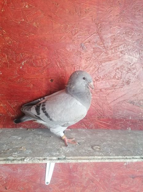  - Porumbei voiajor standard 2023