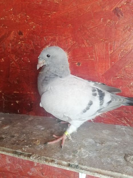  - Porumbei voiajor standard 2023