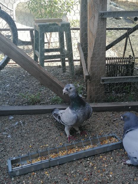  - Porumbei voiajor standard 2023