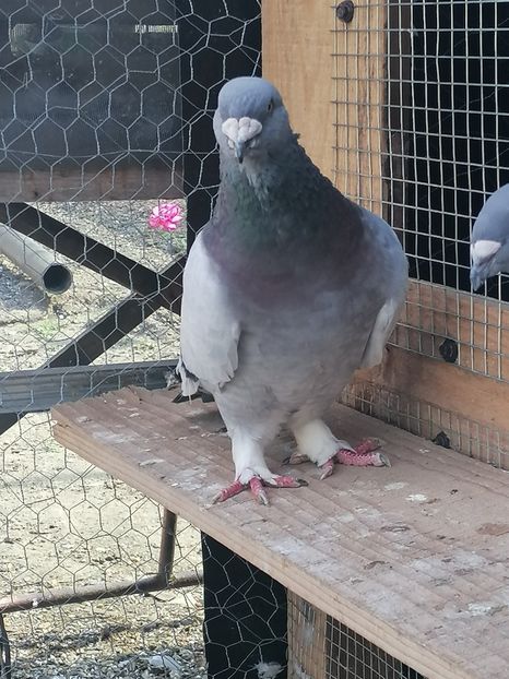  - Porumbei voiajor standard 2023