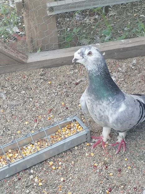  - Porumbei voiajor standard 2023