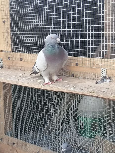  - Porumbei voiajor standard 2023