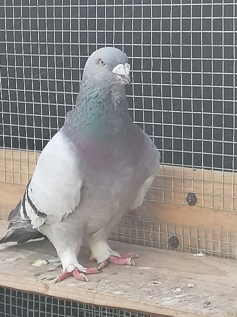  - Porumbei voiajor standard 2023