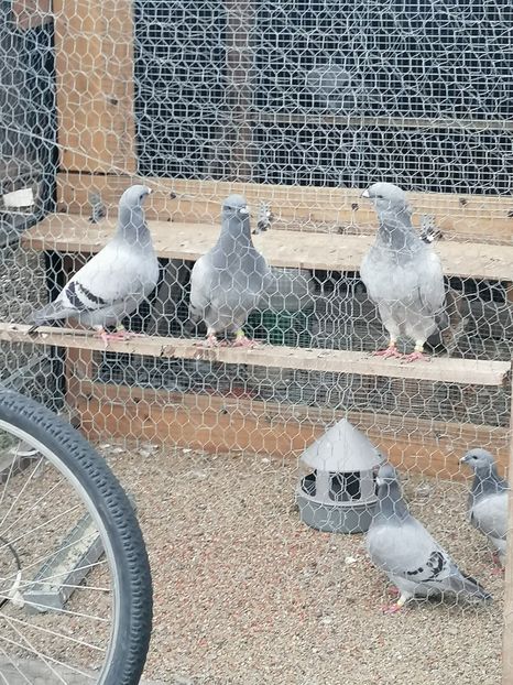  - Porumbei voiajor standard 2023