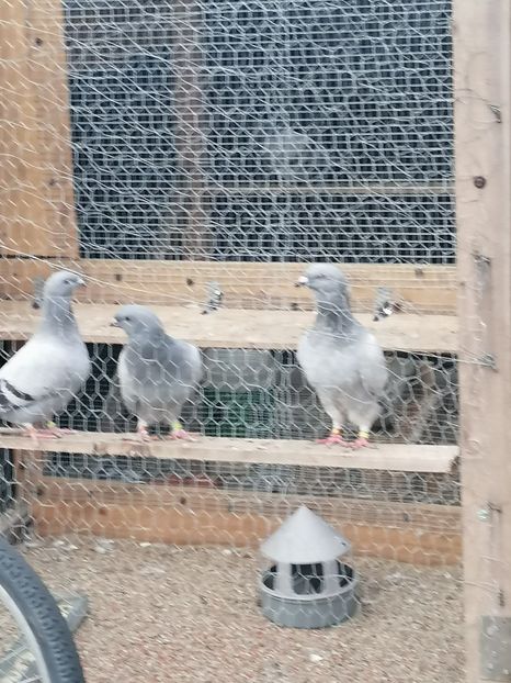  - Porumbei voiajor standard 2023